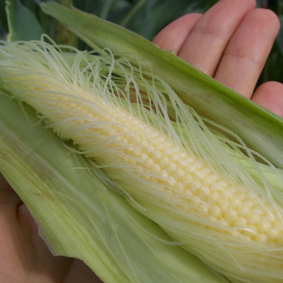 ひげごと丸かじり 甘くてシャキシャキ 野菜 とうもろこし Owl アウル 農家から直接野菜などの食材を購入できる産地直送の宅配通販サイト
