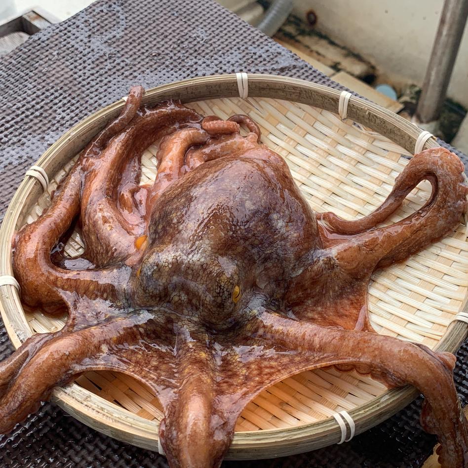 明石ダコ 小 約100g 300g 魚介類 タコ Owl アウル 農家から直接野菜などの食材を購入できる産地直送の宅配通販サイト