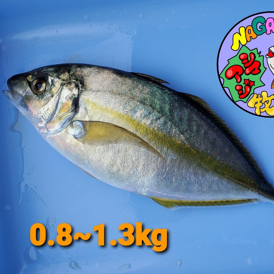 父の日 養殖シマアジ 三枚お 魚介類 その他魚介の加工品 Owl アウル 農家から直接野菜などの食材を購入できる産地直送の宅配通販サイト