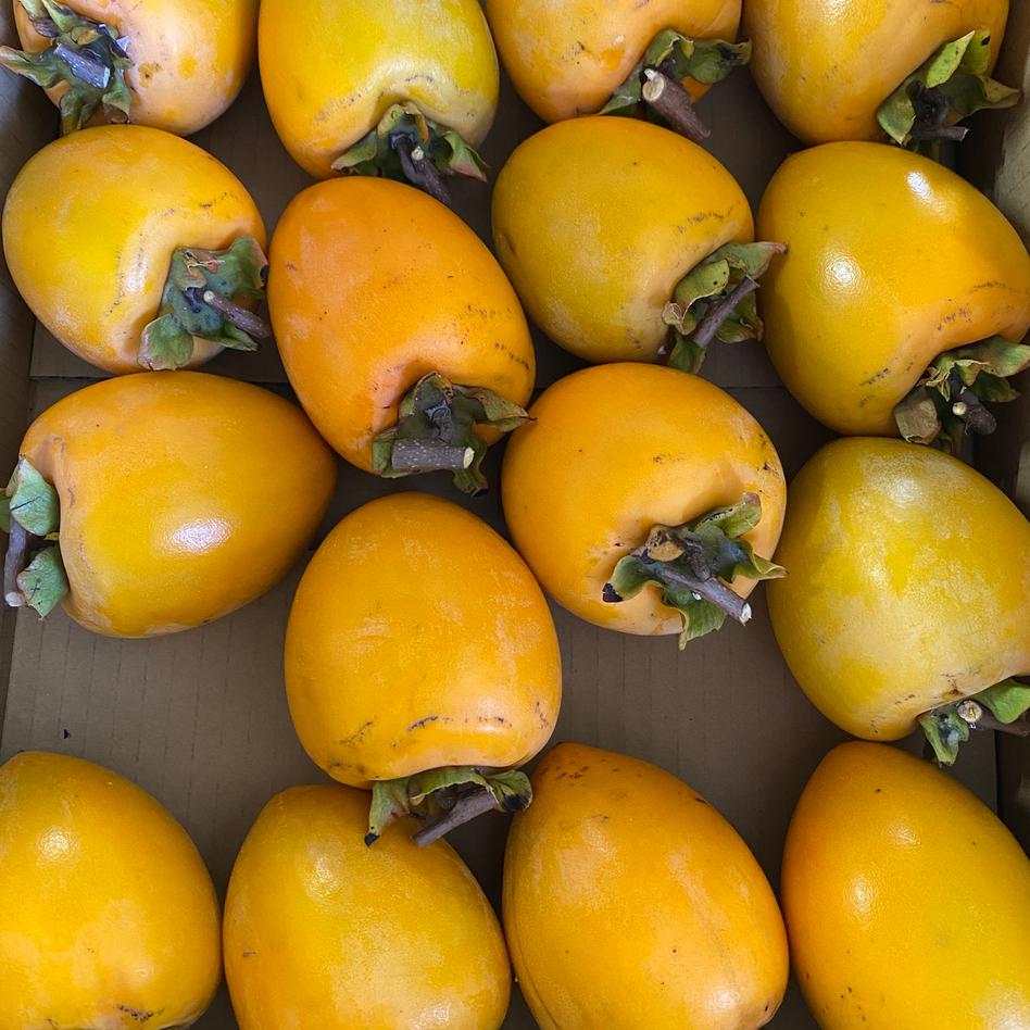 干し柿用愛宕柿4 4 5kg 最終収穫分 果物 柿 Owl アウル 農家から直接野菜などの食材を購入できる産地直送の宅配通販サイト