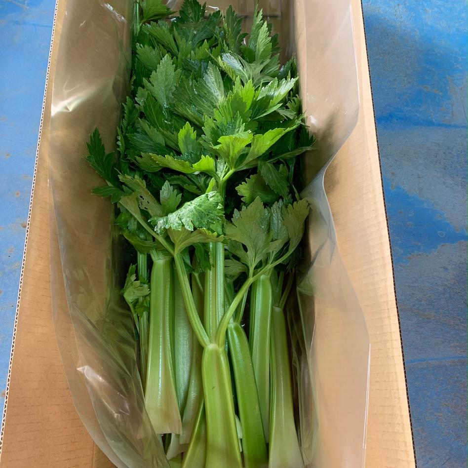 淡路島で栽培した色の濃いセロリ 野菜 その他野菜 Owl アウル 農家から直接野菜などの食材を購入できる産地直送の宅配通販サイト 淡路島で栽培した色の濃いセロリ 野菜 その他野菜 Owl アウル 農家から直接野菜などの食材を購入できる産地直送の宅配通販サイト