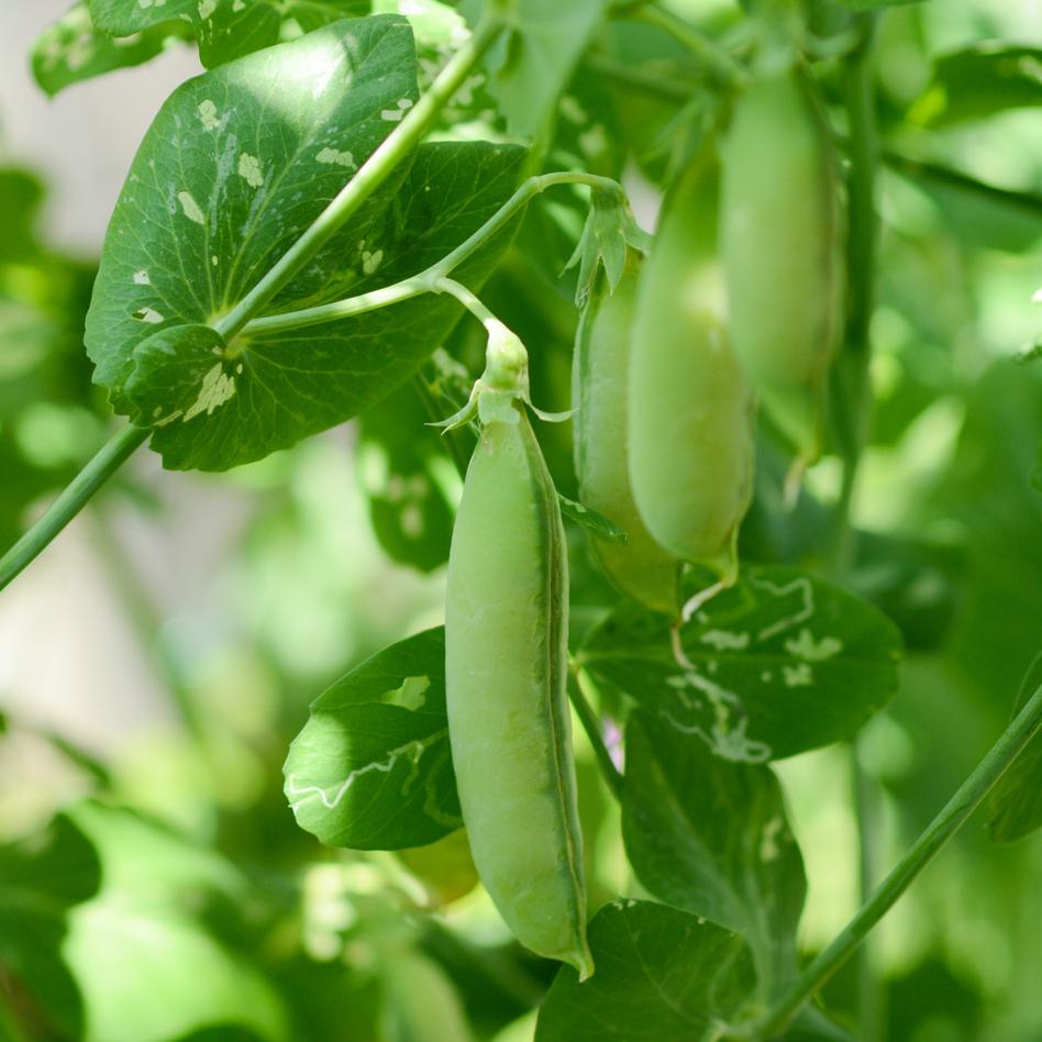 常温便 実えんどう豆 うすいエンドウ豆 ア 野菜 豆類 Owl アウル 農家から直接野菜などの食材を購入できる産地直送の宅配通販サイト