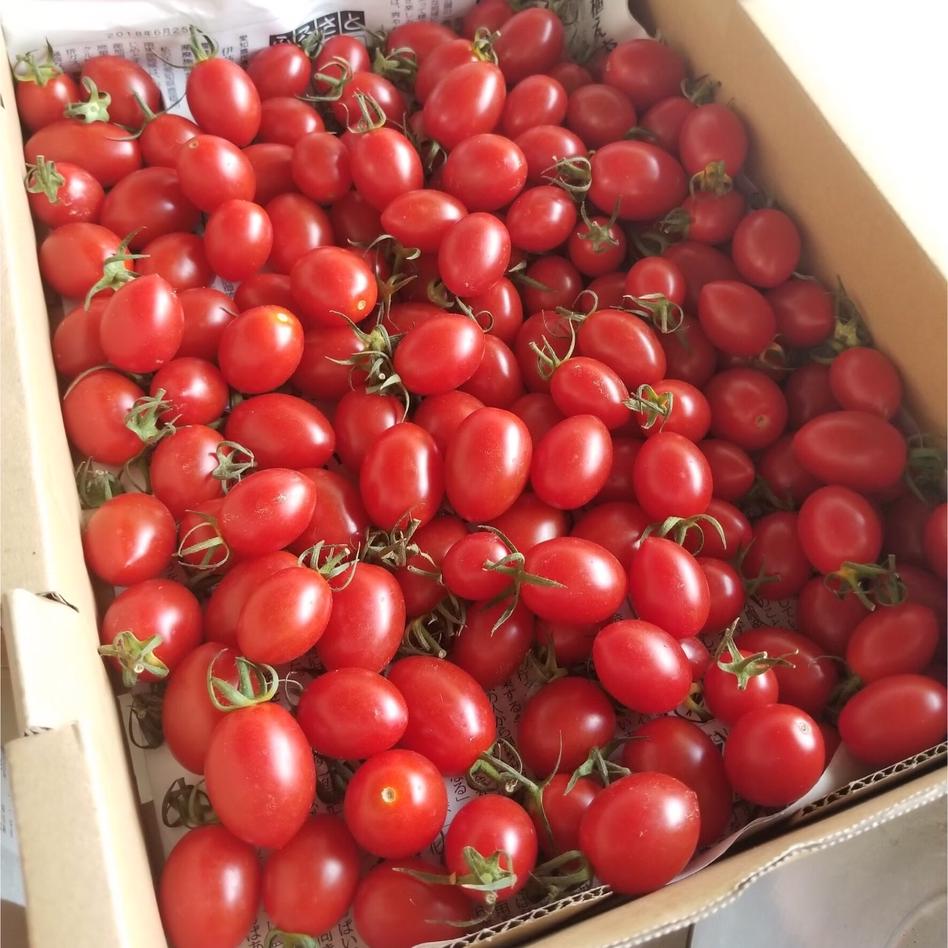 母の日 特別栽培 味くらべミニトマト1キロ 野菜 トマト Owl アウル 農家から直接野菜などの食材を購入できる産地直送の宅配通販サイト