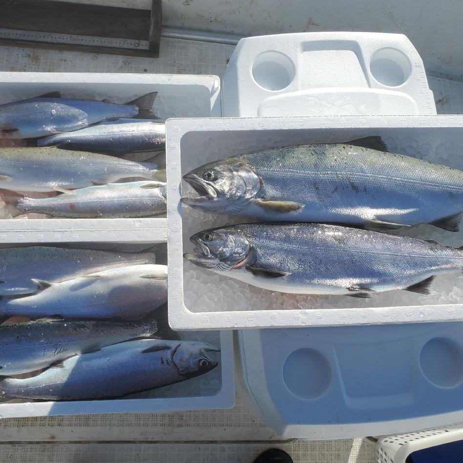 天然ビワマス 2尾 1 5kg 魚介類 その他魚介 Owl アウル 農家から直接野菜などの食材を購入できる産地直送の宅配通販サイト