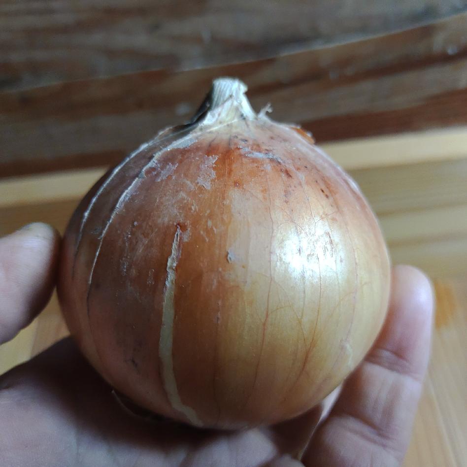 自然栽培玉ねぎ5kg 野菜 玉ねぎ Owl アウル 農家から直接野菜などの食材を購入できる産地直送の宅配通販サイト