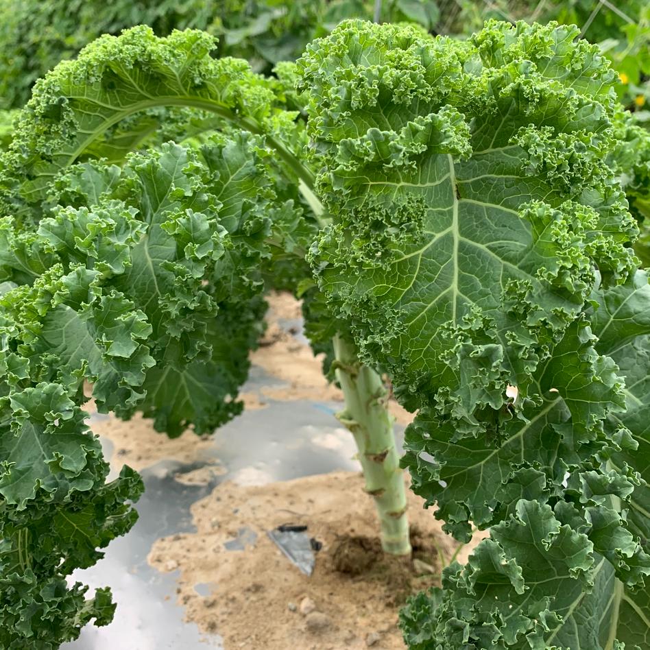 淡路島からのグリーンケール600g 野菜 その他野菜 Owl アウル 農家から直接野菜などの食材を購入できる産地直送の宅配通販サイト