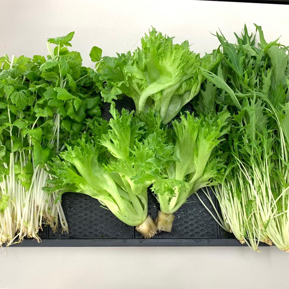 主力3品目 リサちゃんのシ 野菜 セット 詰め合わせ Owl アウル 農家から直接野菜などの食材を購入できる産地直送の宅配通販サイト