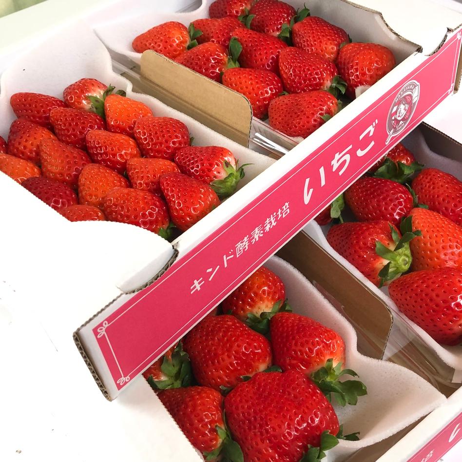 サイズ色々 クール冷蔵便 キンド酵素栽培 果物 いちご Owl アウル 農家から直接野菜などの食材を購入できる産地直送の宅配通販サイト