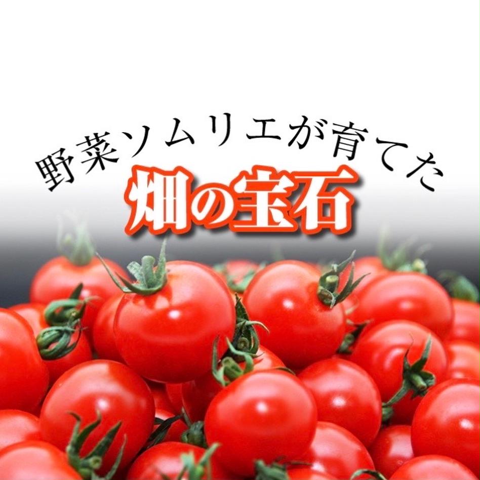 塩トマトのようなフルーツトマト ソムリエ 野菜 トマト Owl アウル 農家から直接野菜などの食材を購入できる産地直送の宅配通販サイト 塩トマトのようなフルーツトマト ソムリエ 野菜 トマト Owl アウル 農家から直接野菜などの食材を購入できる産地直送の宅配通販サイト