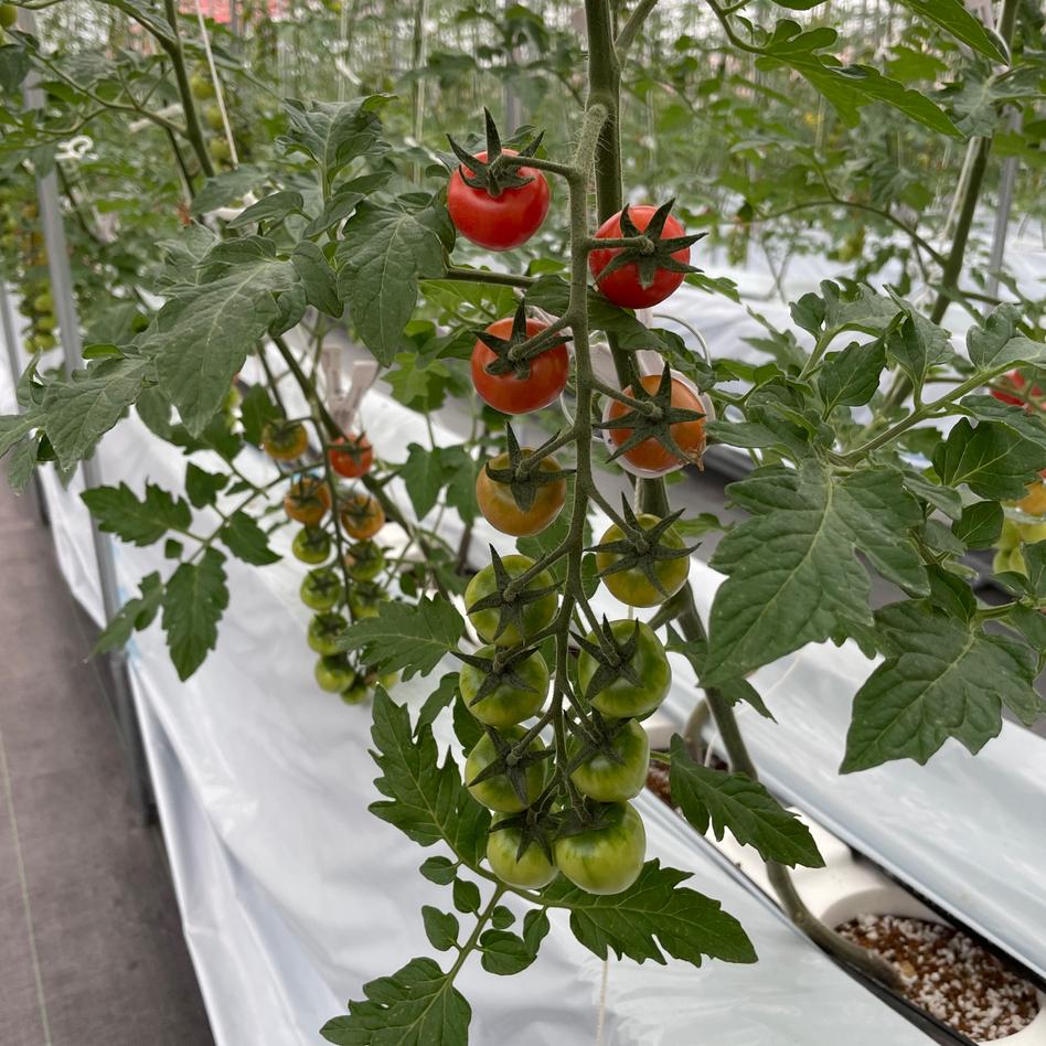 淡路島産ミニトマト ピンキー 1 6キロ 野菜 トマト Owl アウル 農家から直接野菜などの食材を購入できる産地直送の宅配通販サイト