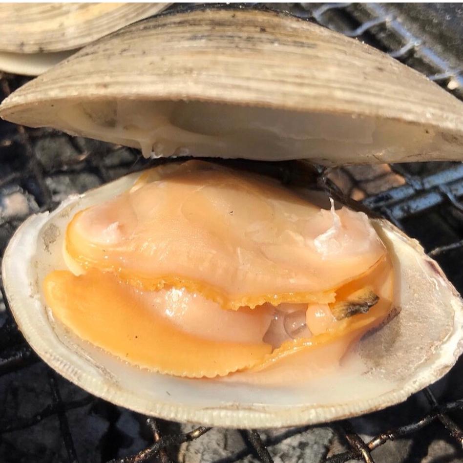 ホンビノス貝5kg ｌｌサイズ 魚介類 その他魚介 Owl アウル 農家から直接野菜などの食材を購入できる産地直送の宅配通販サイト