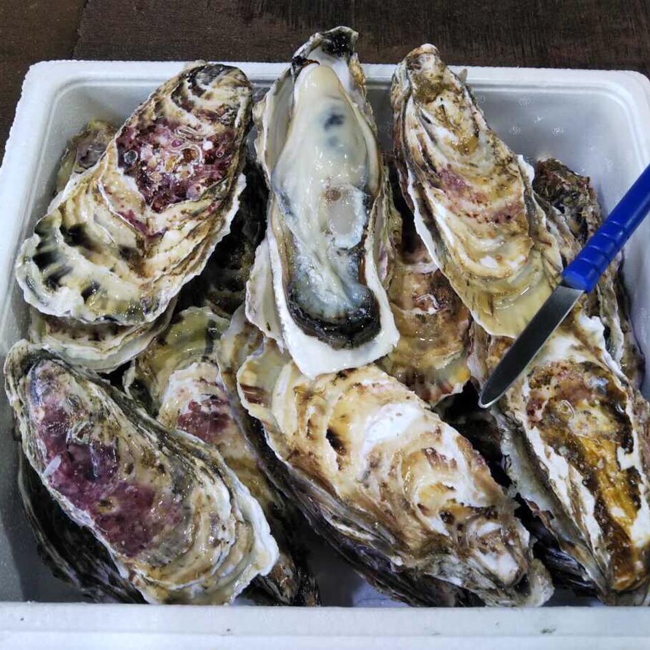 北海道噴火湾産 大粒牡蠣 生食用 18個 魚介類 牡蠣 Owl アウル 農家から直接野菜などの食材を購入できる産地直送の宅配通販サイト