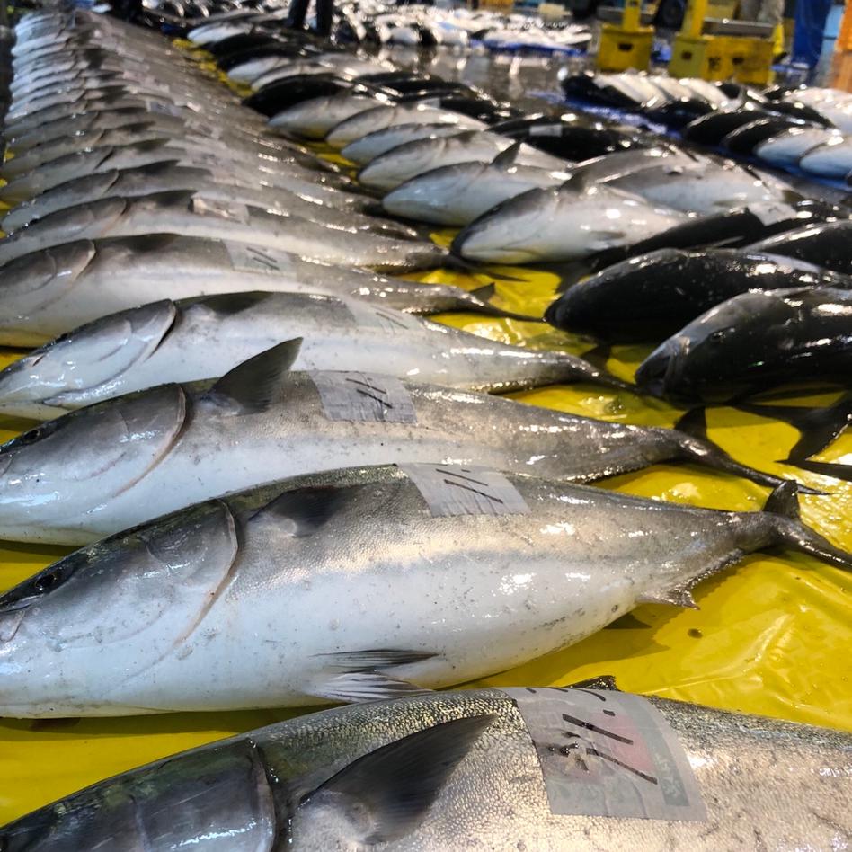 朝どれ氷見産鰤 9kg台 魚介類 ぶり Owl アウル 農家から直接野菜などの食材を購入できる産地直送の宅配通販サイト