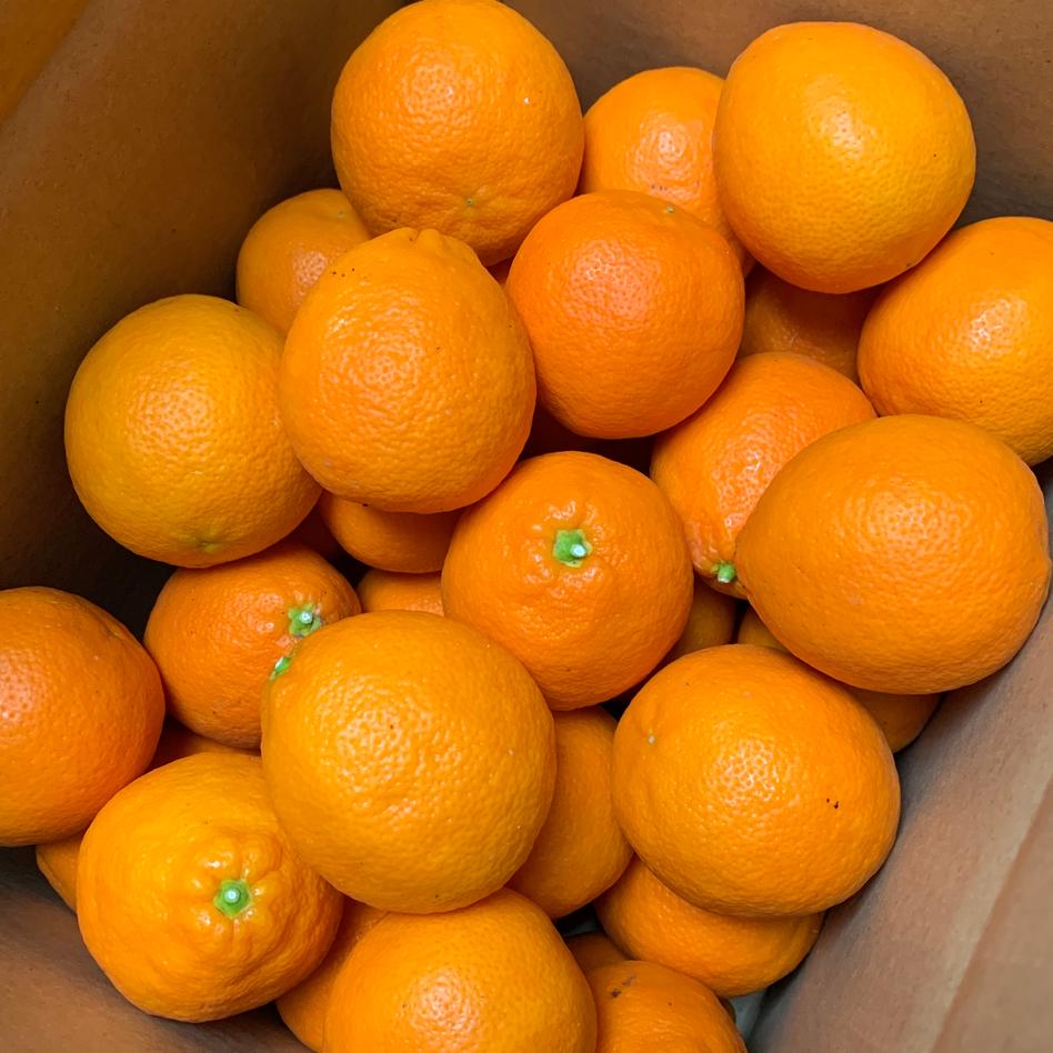 ３ｋ 超希少 丸くて可愛い赤レモン増量中 果物 レモン Owl アウル 農家から直接野菜などの食材を購入できる産地直送の宅配通販サイト