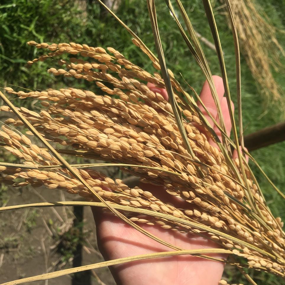 無農薬 玄米ヌードル100ｇ 10 加工品 その他加工品 Owl アウル 農家から直接野菜などの食材を購入できる産地直送の宅配通販サイト