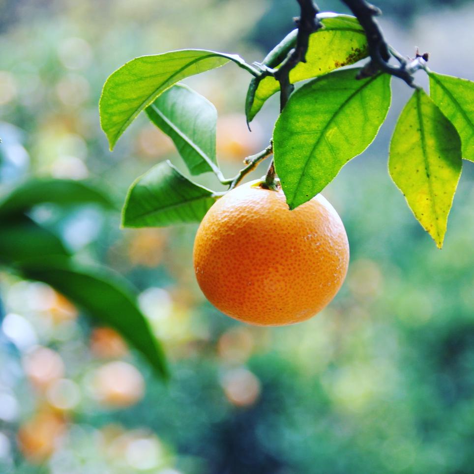 2kg 甘くてパクパク 小玉サイズの有田 果物 みかん Owl アウル 農家から直接野菜などの食材を購入できる産地直送の宅配通販サイト