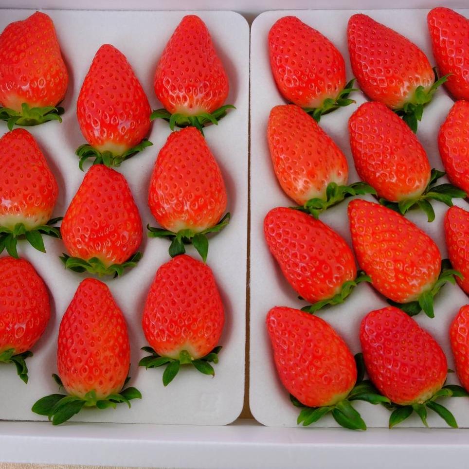 いちご 野菜 果物