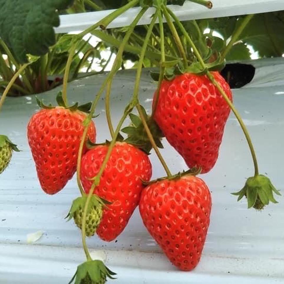 尾形さんの紅ほっぺ いちご 4パック 果物 いちご Owl アウル 農家から直接野菜などの食材を購入できる産地直送の宅配通販サイト